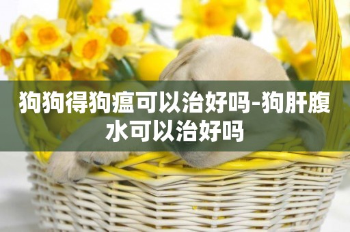 狗狗得狗瘟可以治好嗎-狗肝腹水可以治好嗎