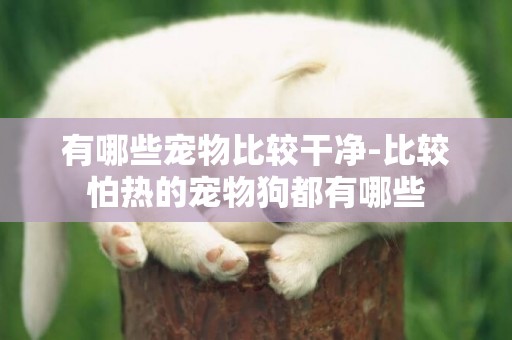 有哪些寵物比較干凈-比較怕熱的寵物狗都有哪些