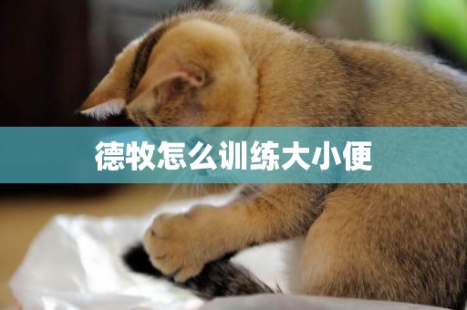 德牧怎么訓練大小便