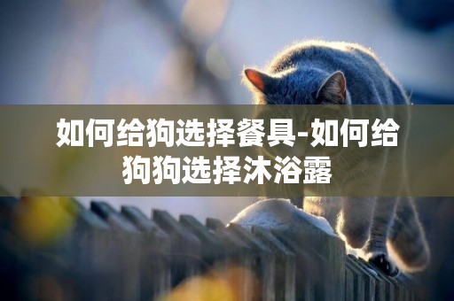 如何給狗選擇餐具-如何給狗狗選擇沐浴露