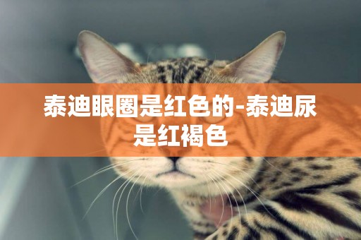 泰迪眼圈是紅色的-泰迪尿是紅褐色
