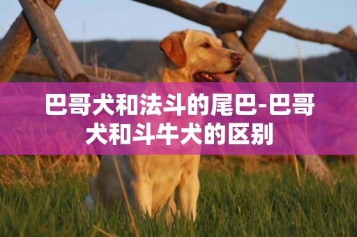 巴哥犬和法斗的尾巴-巴哥犬和斗牛犬的區別