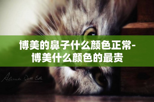 博美的鼻子什么顏色正常-博美什么顏色的最貴