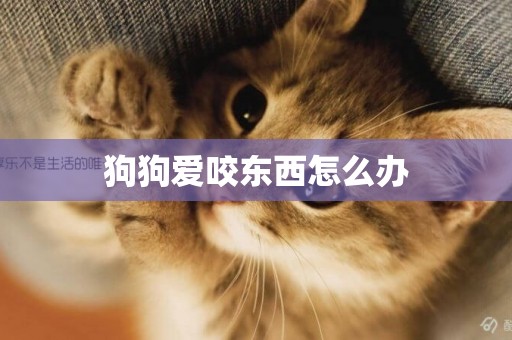 狗狗愛咬東西怎么辦