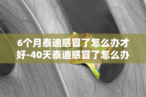 6個月泰迪感冒了怎么辦才好-40天泰迪感冒了怎么辦