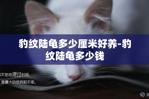 豹紋陸龜多少厘米好養-豹紋陸龜多少錢
