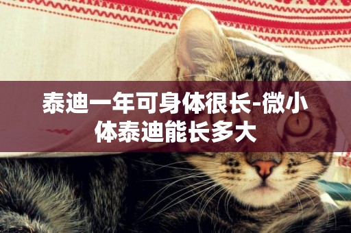 泰迪一年可身體很長-微小體泰迪能長多大