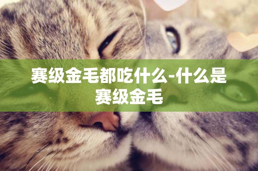 賽級金毛都吃什么-什么是賽級金毛