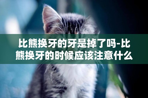 比熊換牙的牙是掉了嗎-比熊換牙的時候應該注意什么