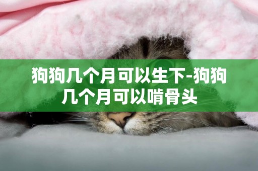 狗狗幾個月可以生下-狗狗幾個月可以啃骨頭