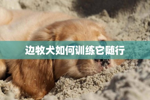邊牧犬如何訓練它隨行