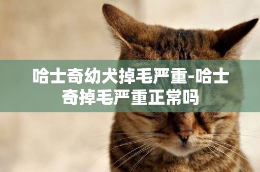 哈士奇幼犬掉毛嚴重-哈士奇掉毛嚴重正常嗎