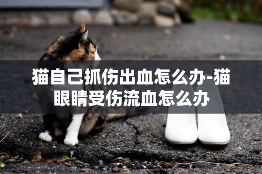 貓自己抓傷出血怎么辦-貓眼睛受傷流血怎么辦