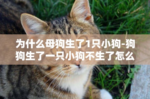 為什么母狗生了1只小狗-狗狗生了一只小狗不生了怎么回事