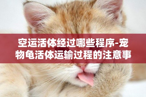 空運活體經過哪些程序-寵物龜活體運輸過程的注意事項
