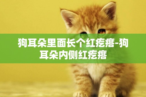 狗耳朵里面長個紅疙瘩-狗耳朵內側紅疙瘩