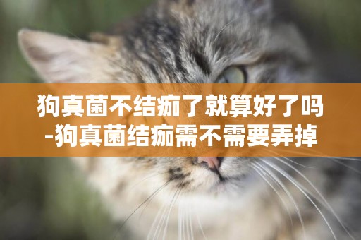 狗真菌不結痂了就算好了嗎-狗真菌結痂需不需要弄掉