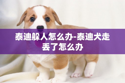 泰迪躲人怎么辦-泰迪犬走丟了怎么辦