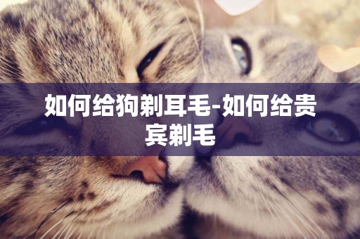 如何給狗剃耳毛-如何給貴賓剃毛