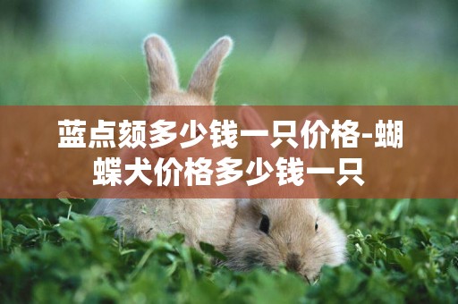 藍點頦多少錢一只價格-蝴蝶犬價格多少錢一只