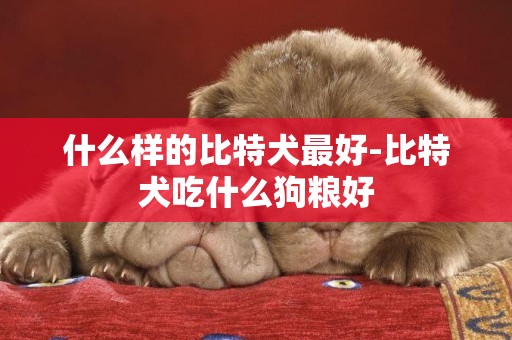 什么樣的比特犬最好-比特犬吃什么狗糧好