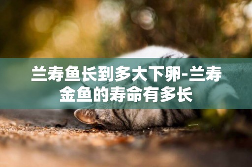 蘭壽魚長到多大下卵-蘭壽金魚的壽命有多長