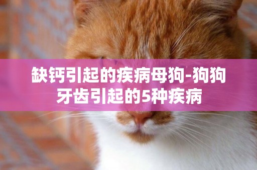 缺鈣引起的疾病母狗-狗狗牙齒引起的5種疾病