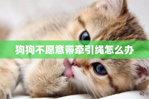 狗狗不愿意帶牽引繩怎么辦