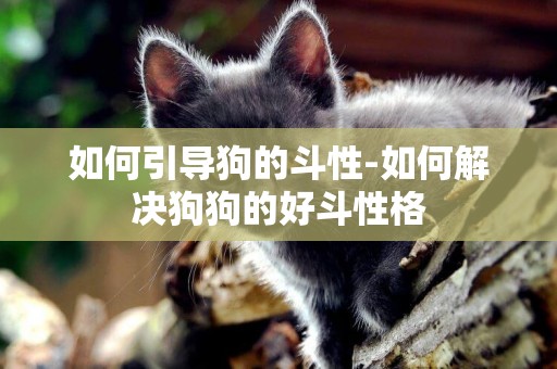 如何引導狗的斗性-如何解決狗狗的好斗性格