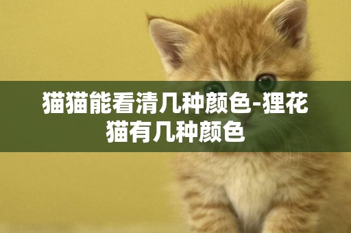 貓貓能看清幾種顏色-貍花貓有幾種顏色