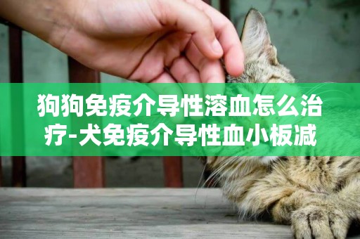 狗狗免疫介導性溶血怎么治療-犬免疫介導性血小板減少癥