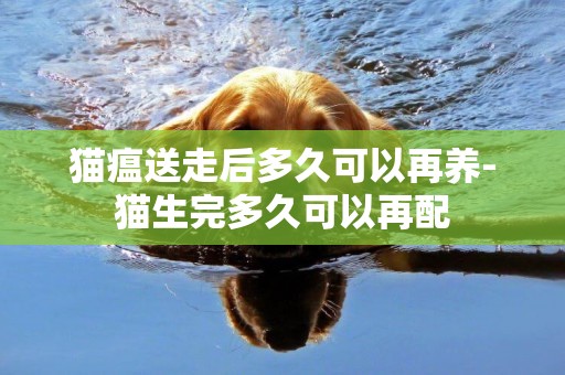 貓瘟送走后多久可以再養-貓生完多久可以再配