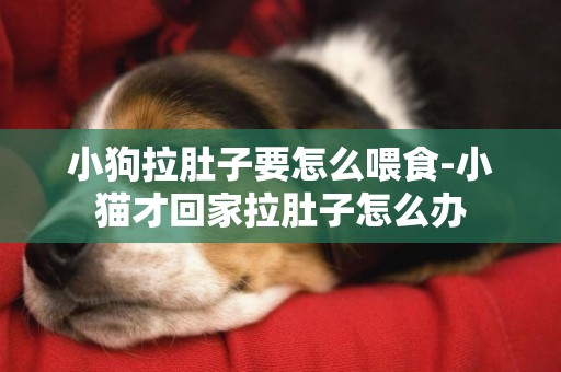 小狗拉肚子要怎么喂食-小貓才回家拉肚子怎么辦