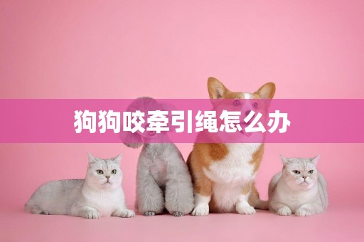 狗狗咬牽引繩怎么辦