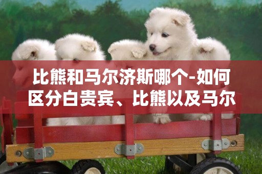 比熊和馬爾濟斯哪個-如何區分白貴賓、比熊以及馬爾濟斯
