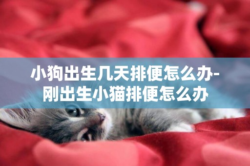 小狗出生幾天排便怎么辦-剛出生小貓排便怎么辦