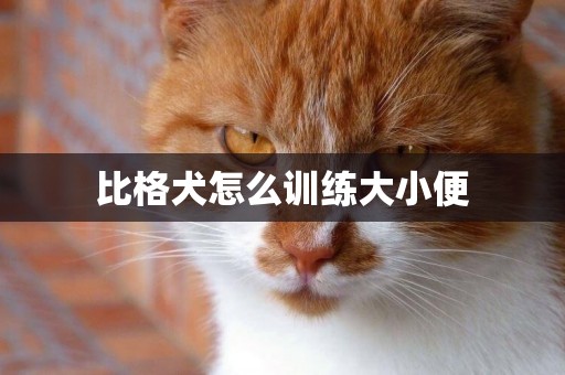 比格犬怎么訓練大小便