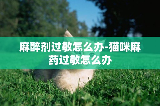 麻醉劑過敏怎么辦-貓咪麻藥過敏怎么辦