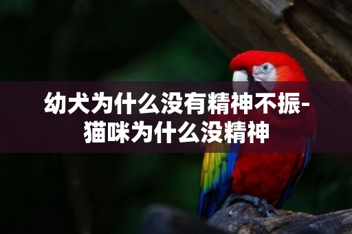 幼犬為什么沒有精神不振-貓咪為什么沒精神