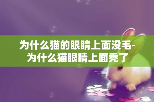 為什么貓的眼睛上面沒毛-為什么貓眼睛上面禿了