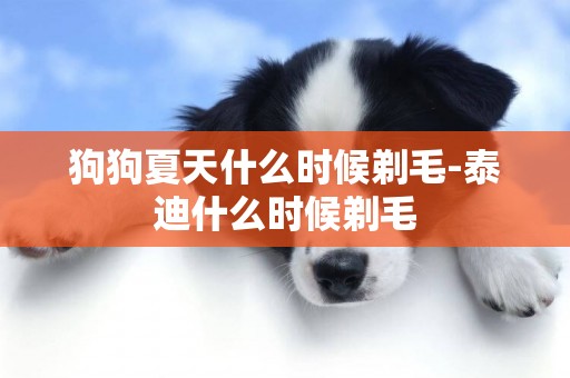 狗狗夏天什么時候剃毛-泰迪什么時候剃毛