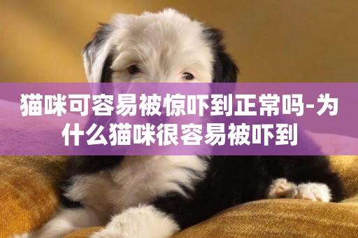 貓咪可容易被驚嚇到正常嗎-為什么貓咪很容易被嚇到