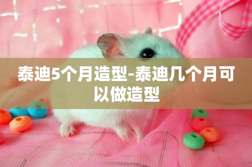 泰迪5個月造型-泰迪幾個月可以做造型