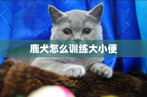 鹿犬怎么訓練大小便
