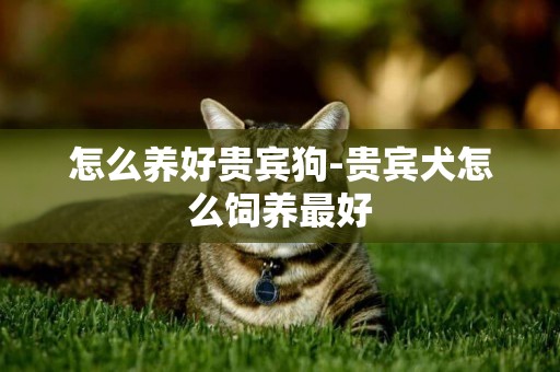 怎么養好貴賓狗-貴賓犬怎么飼養最好
