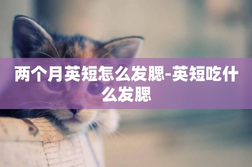 兩個月英短怎么發腮-英短吃什么發腮