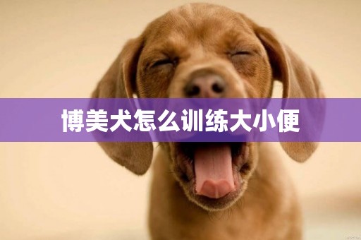 博美犬怎么訓練大小便