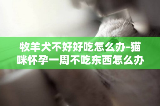 牧羊犬不好好吃怎么辦-貓咪懷孕一周不吃東西怎么辦