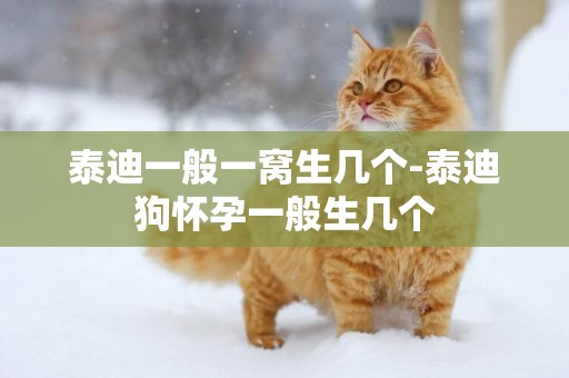 泰迪一般一窩生幾個-泰迪狗懷孕一般生幾個