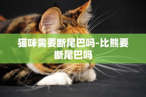 貓咪需要斷尾巴嗎-比熊要斷尾巴嗎